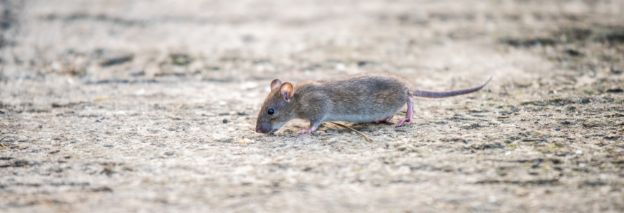 Safety Tips for Handling Rodenticides Safety Tips for Handling Rodenticides