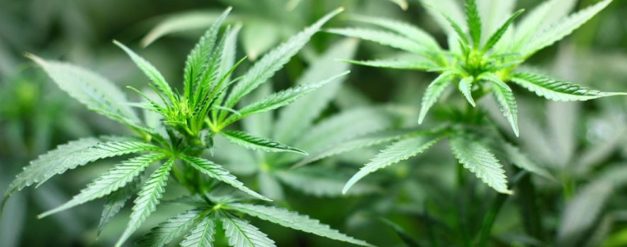 PPE for Growers of Cannabis, Hemp & Marijuana PPE for Growers of Cannabis, Hemp & Marijuana