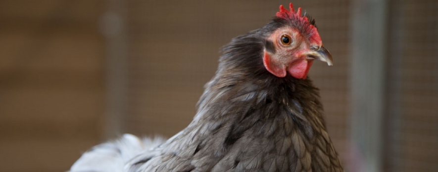 Keeping Livestock and Workers Protected From Avian Flu Keeping Livestock and Workers Protected From Avian Flu