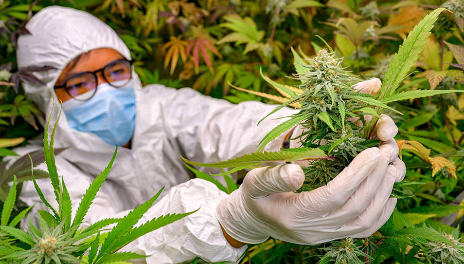 Cannabis Cultivation Cannabis Cultivation